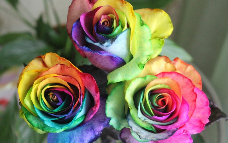 Rainbow Roses — Red, Vibrant