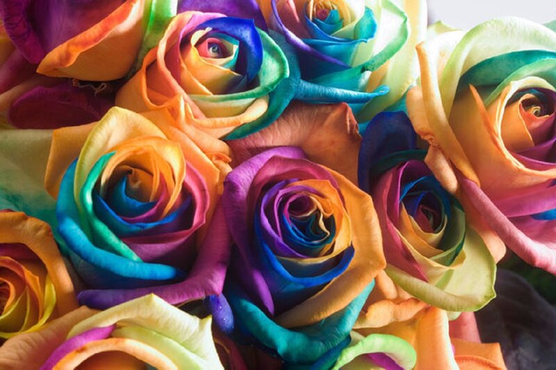 Rainbow Roses — Vibrant, Photograph, Flowers, Petals