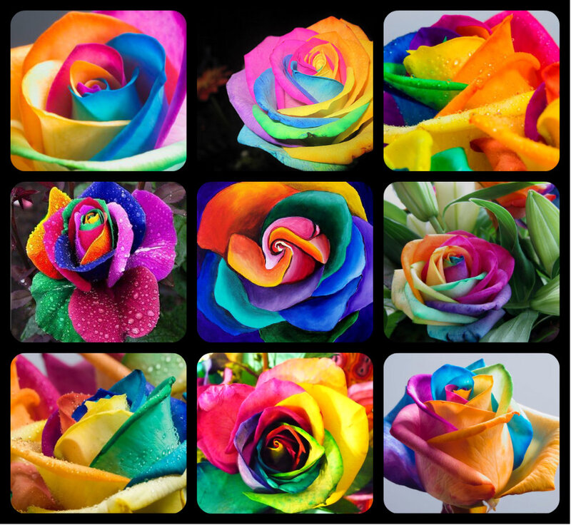 Rainbow Roses — Vibrant, Photograph, Flowers