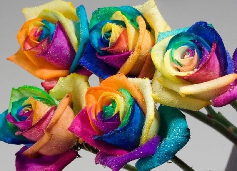 Rainbow Roses — Vibrant, Photograph