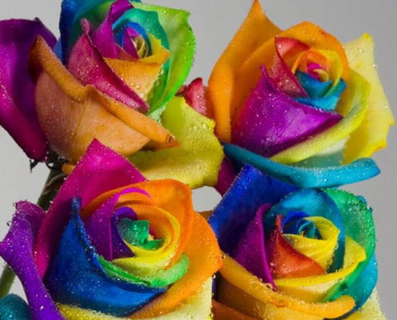 Rainbow Roses — Vibrant