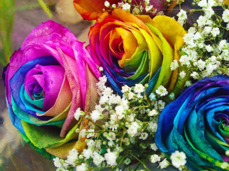 Rainbow roses with baby's breath