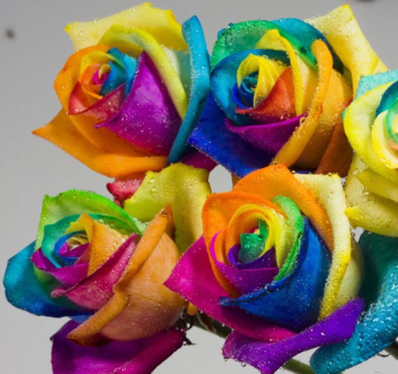 Rainbow Roses with Water Droplets — Red