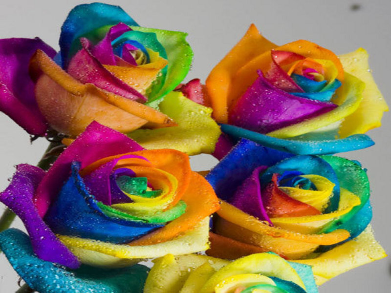 rainbow roses with water droplets