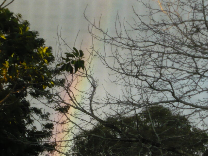 Rainbow Through Tree Branches