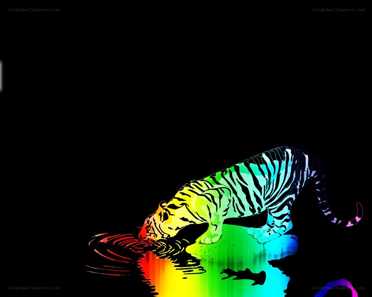 rainbow tiger drinking water
