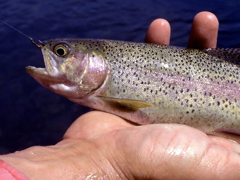 Rainbow trout caught on hook