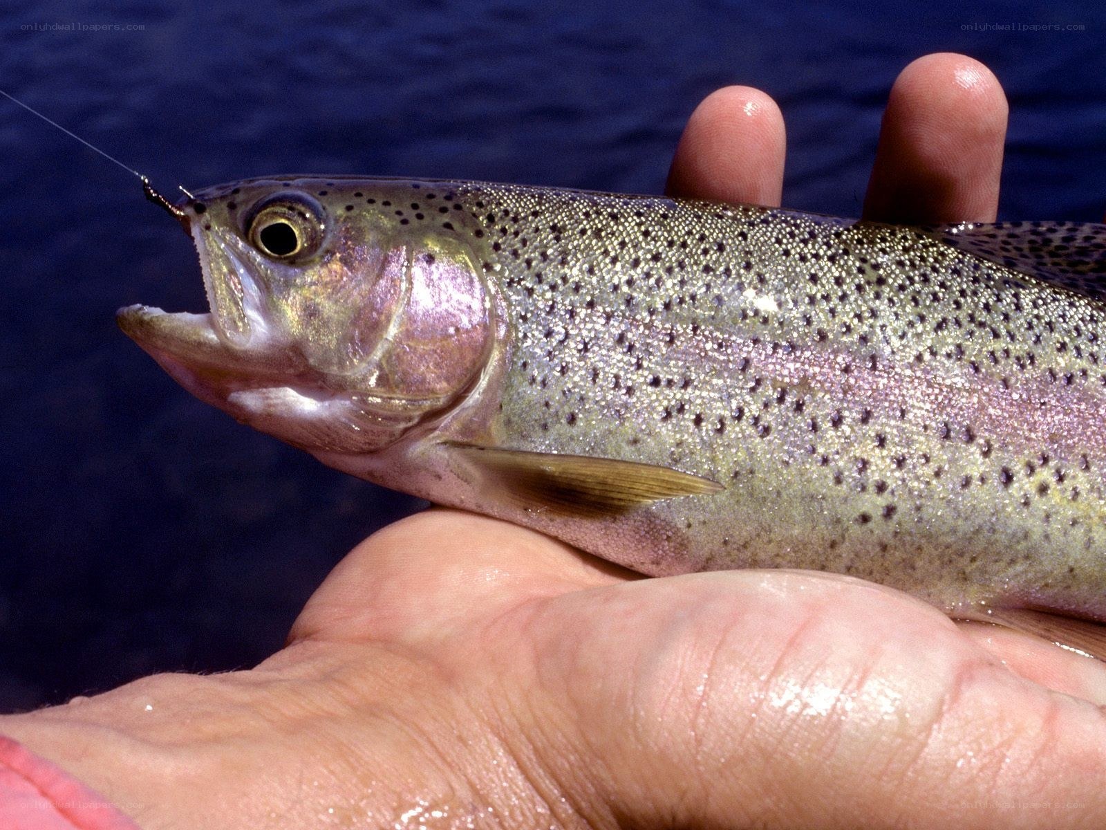 Rainbow trout caught on hook