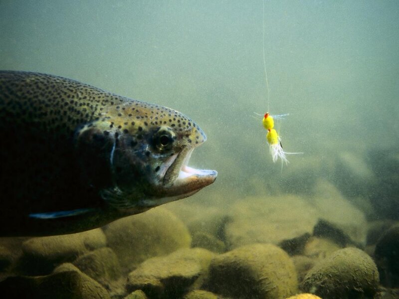 Rainbow Trout Fish