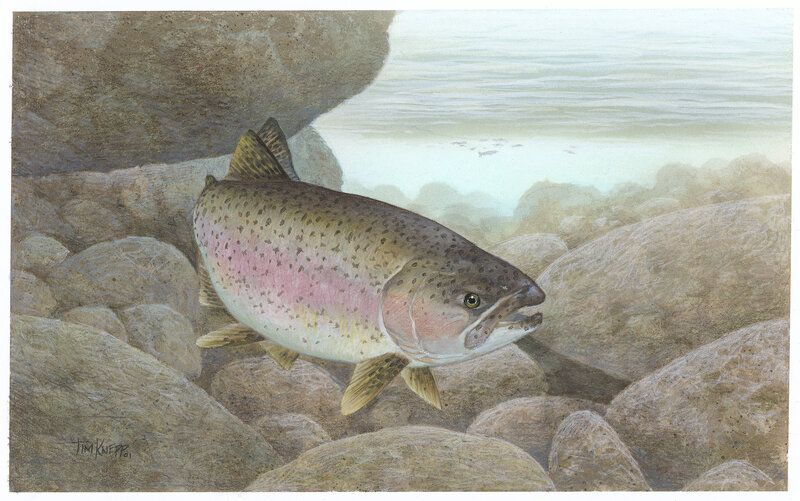 Rainbow Trout in River