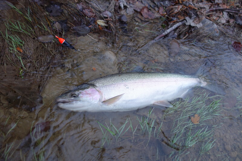 Rainbow Trout in Stream