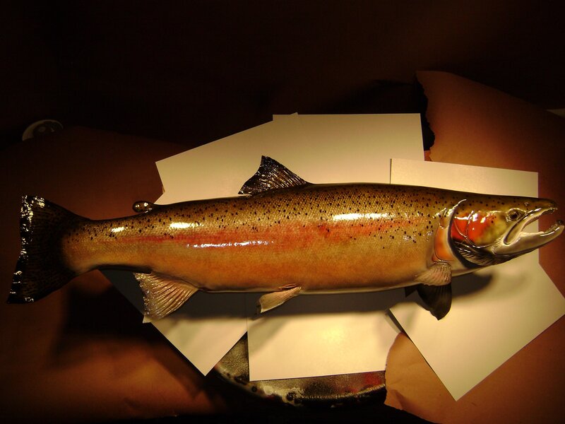 Rainbow trout on display