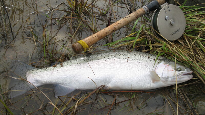 Rainbow Trout on Grass