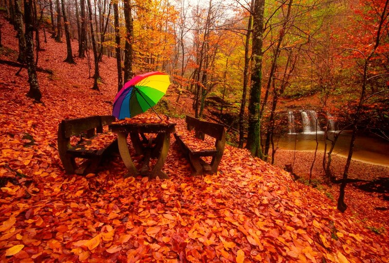 Rainbow Umbrella in Forest