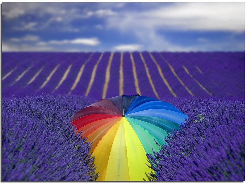 Rainbow Umbrella in Lavender Field
