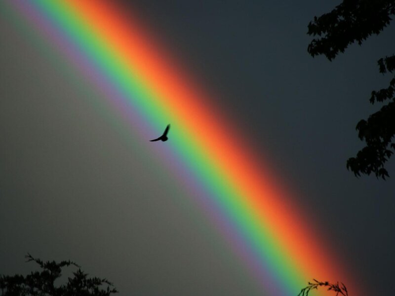 Rainbow with bird silhouette