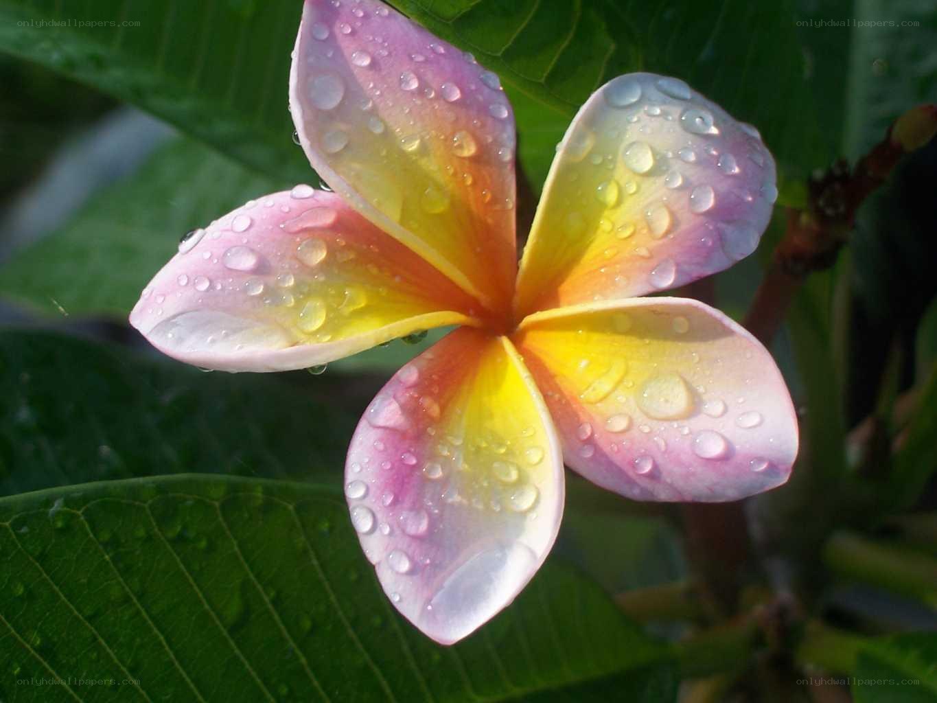 raindrop-covered frangipani flower