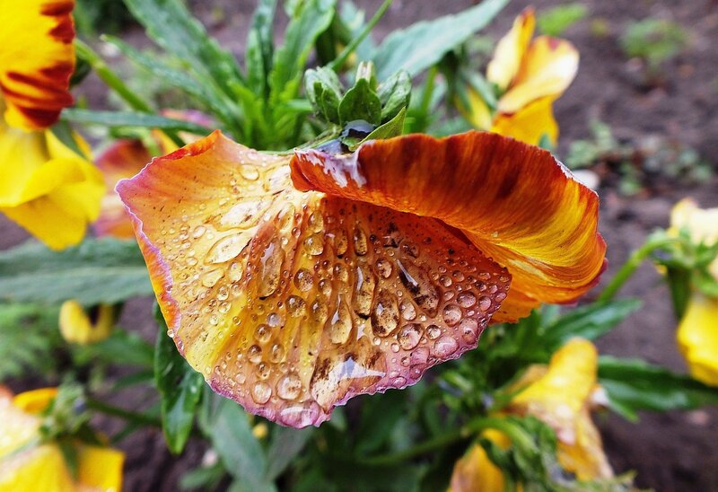 Raindrop-covered Pansy Flower