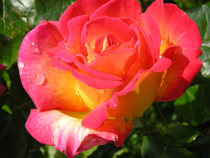 Raindrop-covered rose bloom