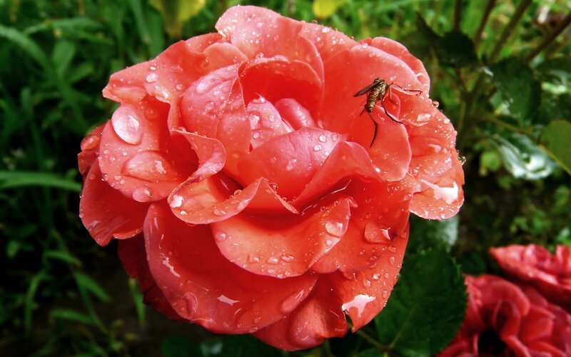 raindrop-covered rose with insect
