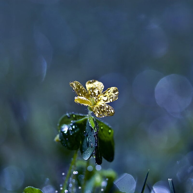 Raindrop-covered yellow flower