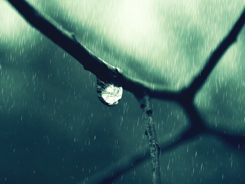 Raindrop on a branch