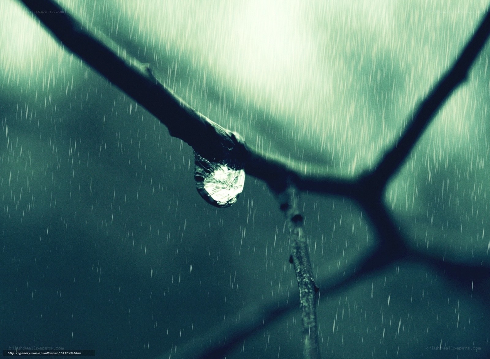 Raindrop on a branch