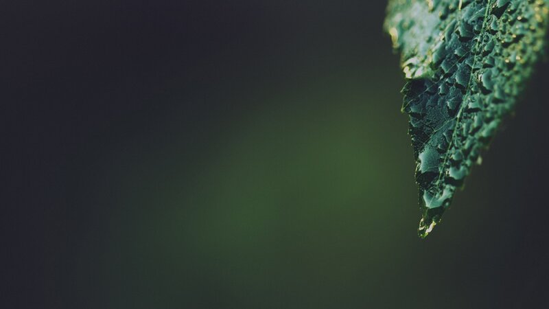 raindrop on a leaf