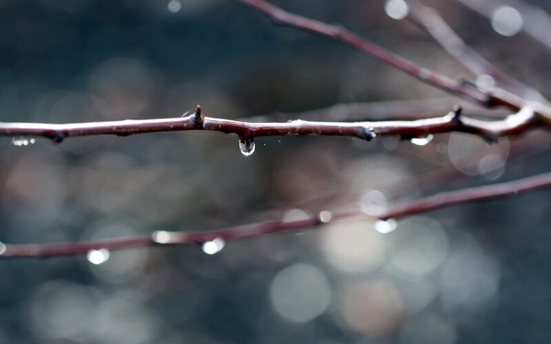 Raindrop on Branch — Brown, Calm