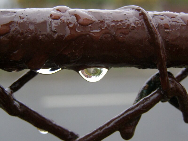 Raindrop on Branch — Brown