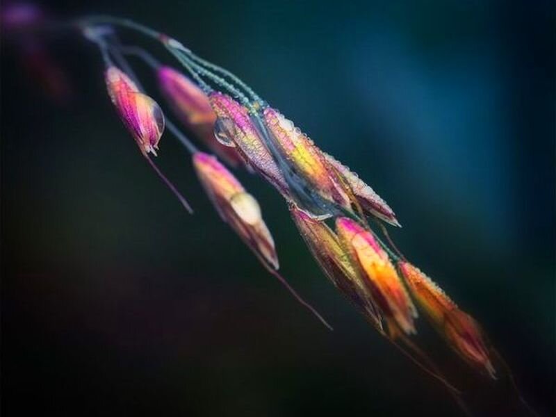 Raindrop on Grass Seed Head