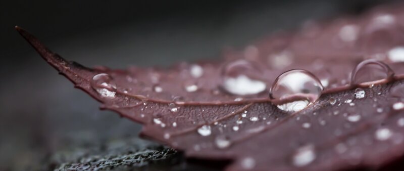Raindrop on Leaf — Brown, Calm