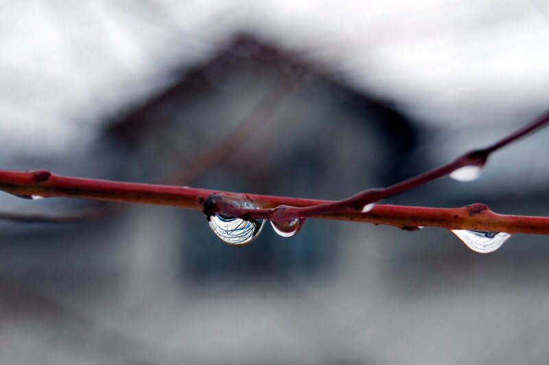 Raindrop on Red Branch