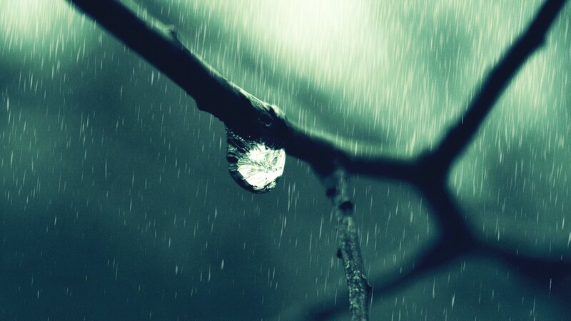 Raindrop on Tree Branch — Green, Dramatic
