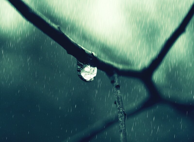 Raindrop on Tree Branch