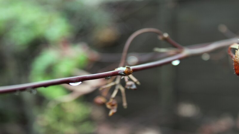 Raindrop on Vine