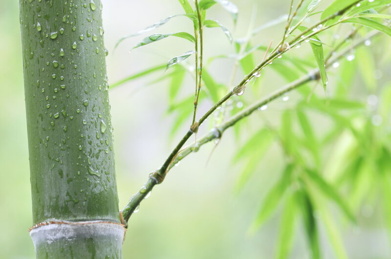 Raindrops on a bamboo stalk