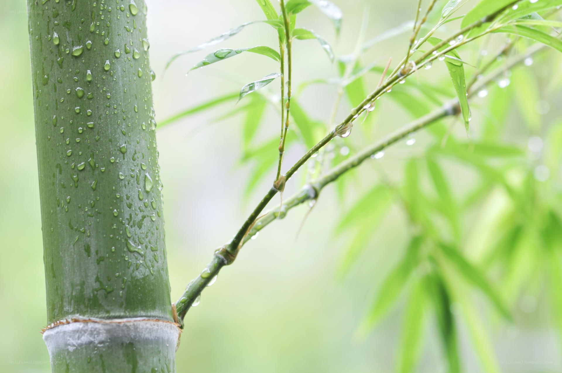 Raindrops on a bamboo stalk