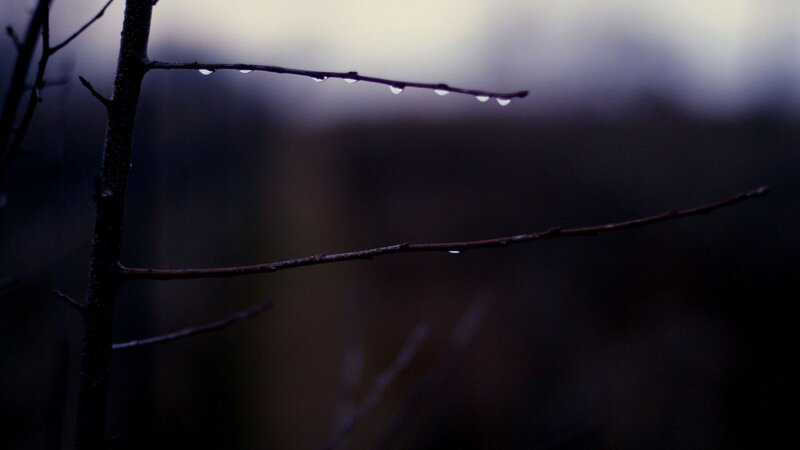 raindrops on a bare branch