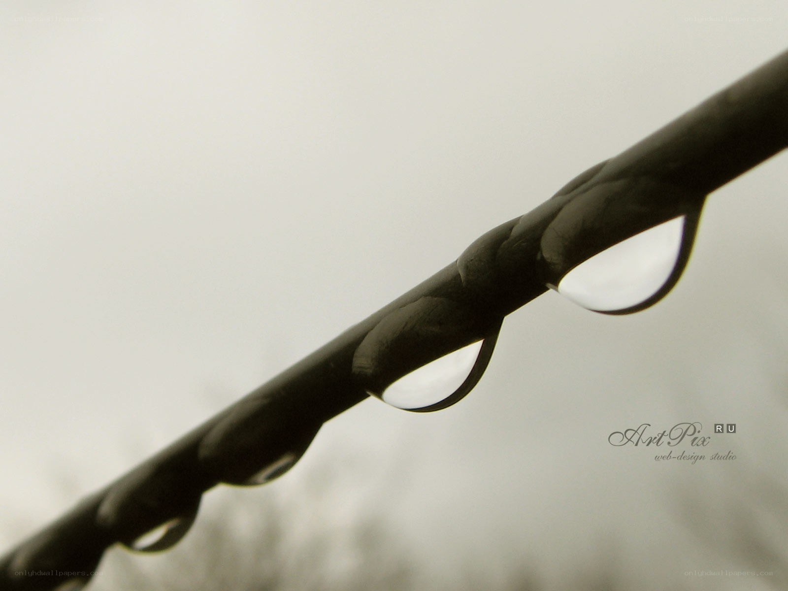 Raindrops on a branch
