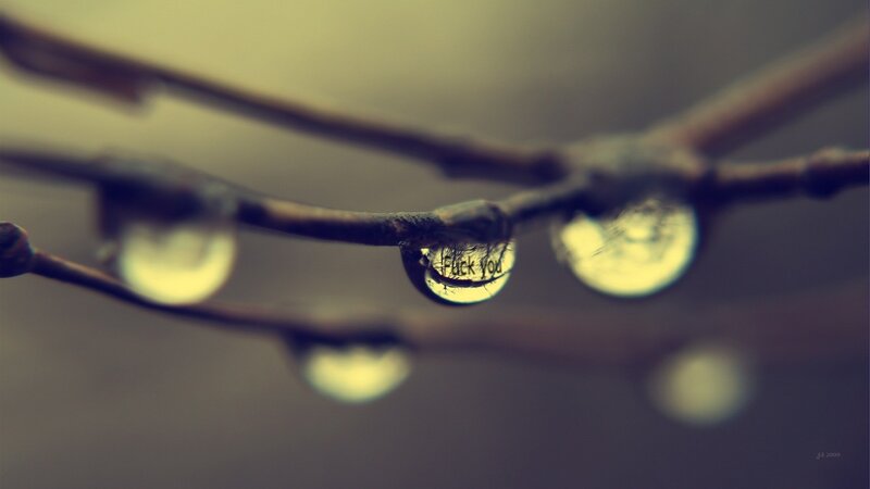 Raindrops on a branch