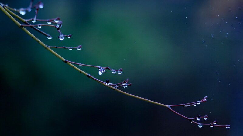 raindrops on a branch