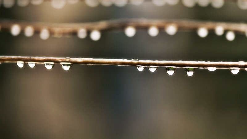 Raindrops on a Branch — Brown