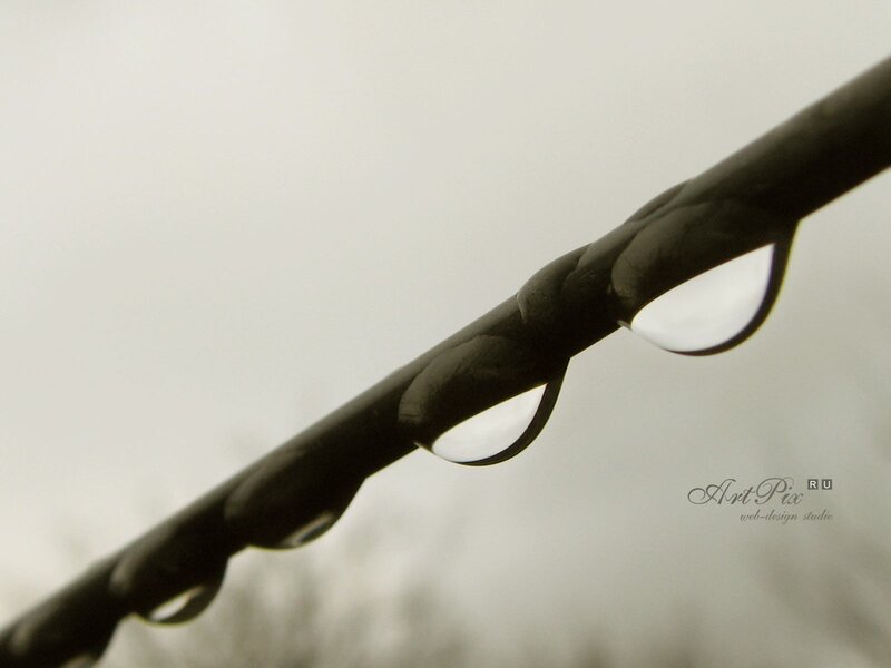 Raindrops on a Branch — Gray