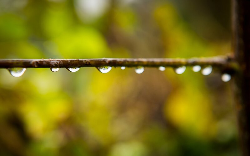 Raindrops on a Branch — Green