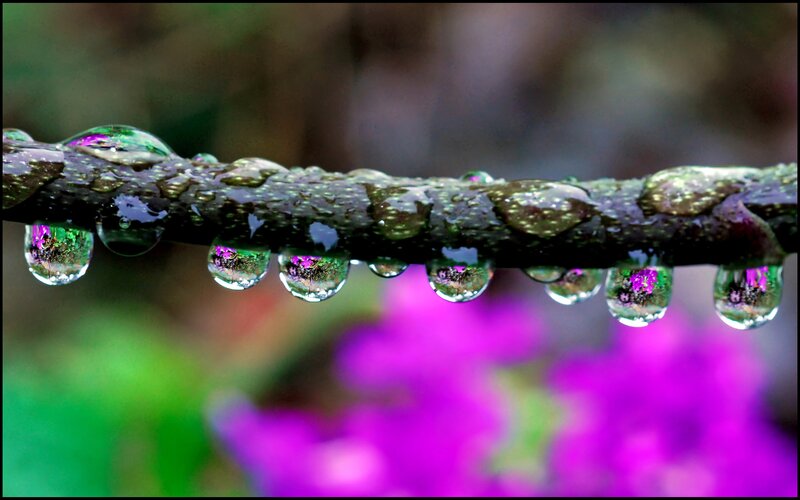 Raindrops on a Branch — Purple, Serene