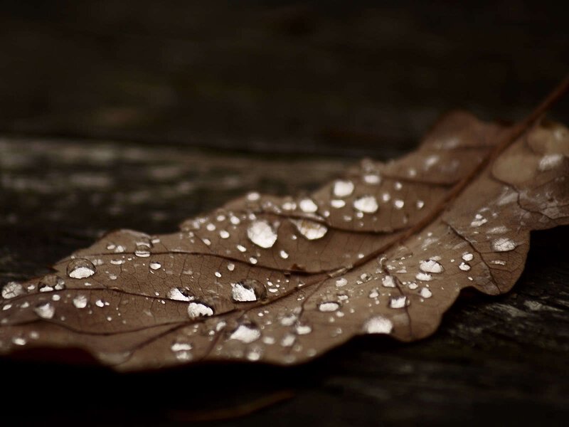 Raindrops on a brown leaf