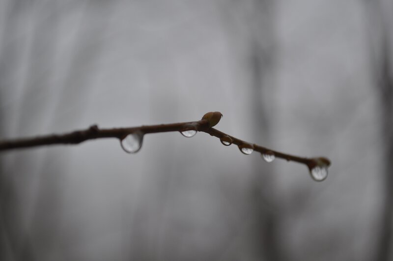 Raindrops on a budding branch