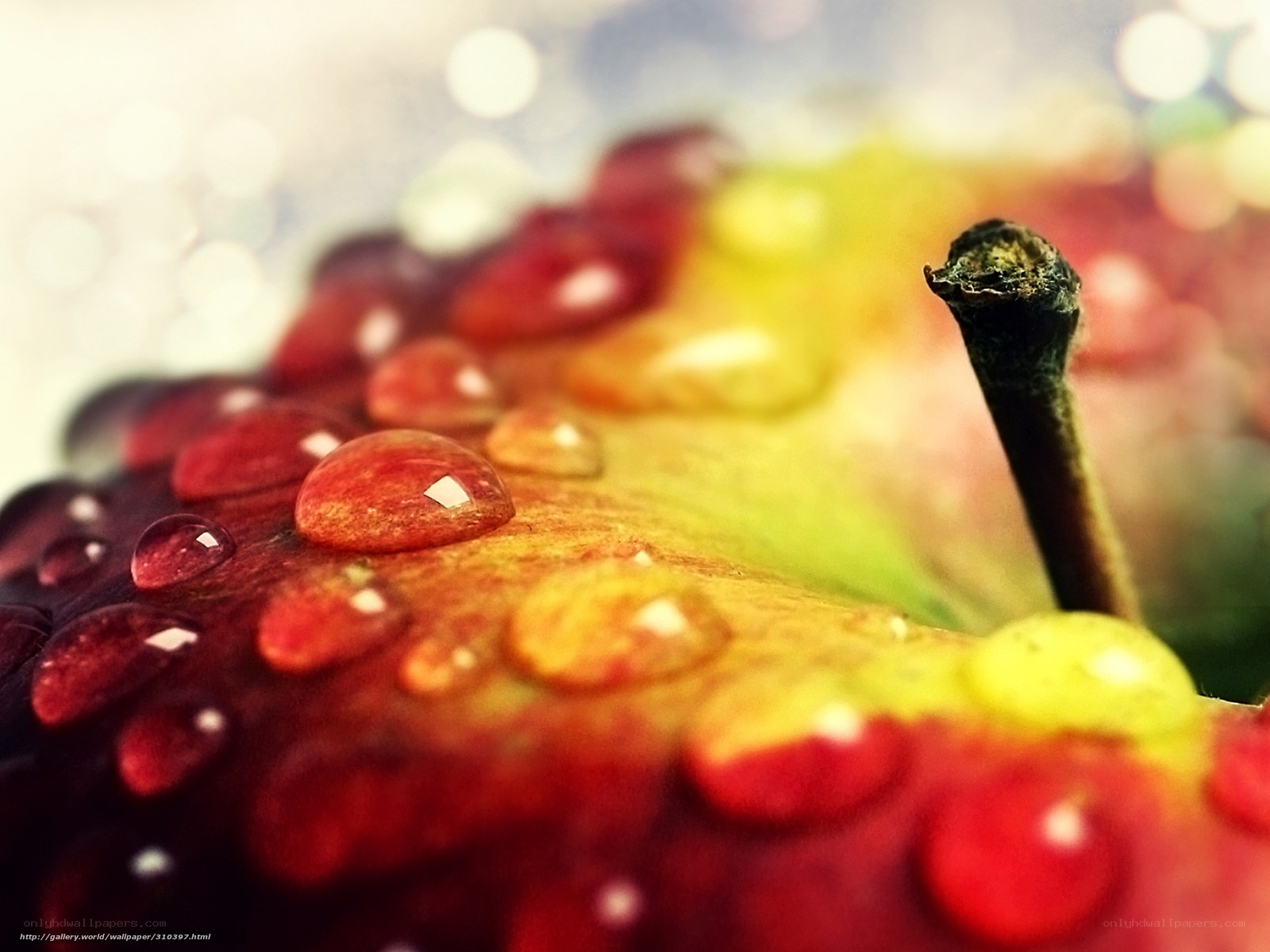 Raindrops on a colorful apple