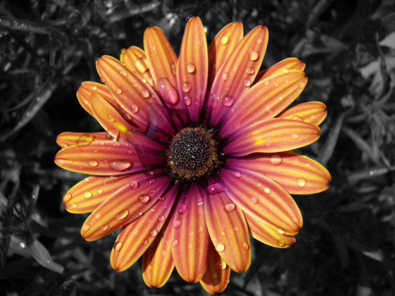 Raindrops on a colorful daisy